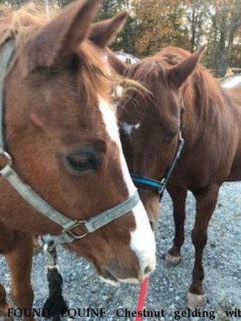 FOUND EQUINE Chestnut gelding with Blaze,+ Liver Chestnut mare with star  Near Roopville, GA, 30170